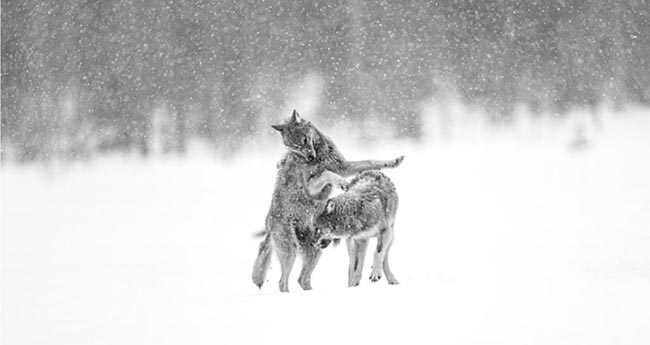 among the wolves